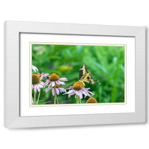 Giant Swallowtail on Purple Coneflower -Marion County-Illinois White Modern Wood Framed Art Print with Double Matting by Day, Richard and Susan