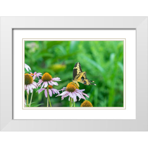 Giant Swallowtail on Purple Coneflower -Marion County-Illinois White Modern Wood Framed Art Print with Double Matting by Day, Richard and Susan