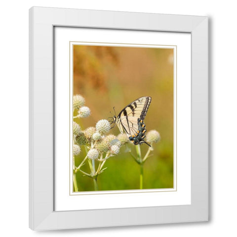 Eastern Tiger Swallowtail on Rattlesnake Master (Eryngium yuccifolium)-Marion County-Illinois White Modern Wood Framed Art Print with Double Matting by Day, Richard and Susan