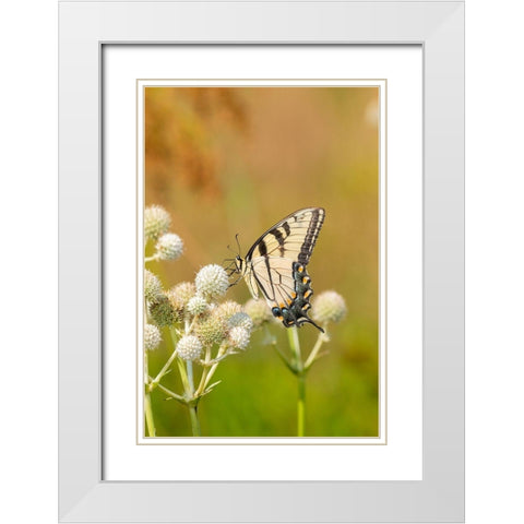 Eastern Tiger Swallowtail on Rattlesnake Master (Eryngium yuccifolium)-Marion County-Illinois White Modern Wood Framed Art Print with Double Matting by Day, Richard and Susan