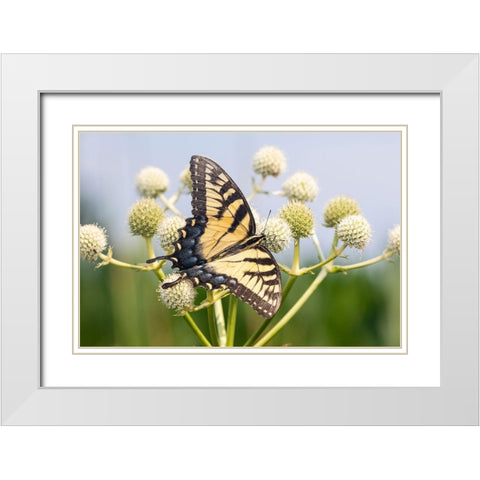 Eastern Tiger Swallowtail on Rattlesnake Master (Eryngium yuccifolium)-Marion County-Illinois White Modern Wood Framed Art Print with Double Matting by Day, Richard and Susan