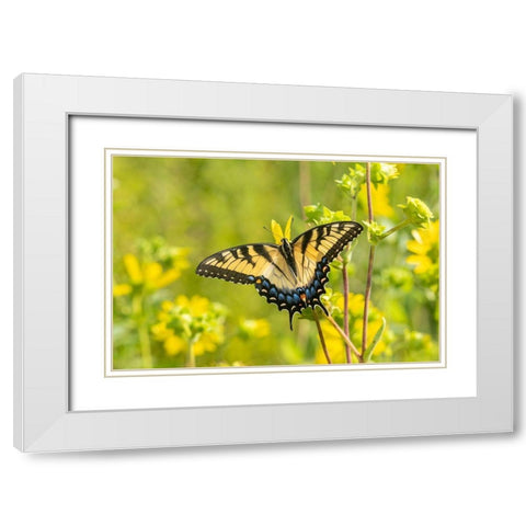Eastern Tiger Swallowtail on Rosin Weed (Silphium integrifolium)-Marion County-Illinois White Modern Wood Framed Art Print with Double Matting by Day, Richard and Susan