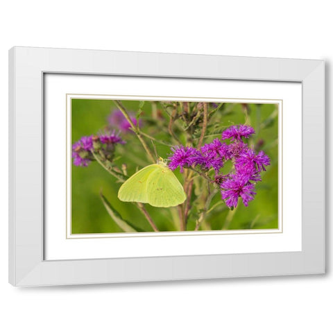 Cloudless Sulphur (Phoebis sennae) on Missouri Ironweed (Veronia missurica)-Marion County-Illinois White Modern Wood Framed Art Print with Double Matting by Day, Richard and Susan