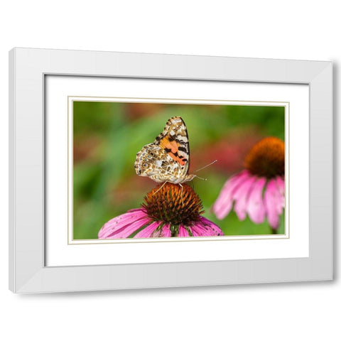 Painted Lady (Vanessa cardui) on Purple Coneflower -Marion County-Illinois White Modern Wood Framed Art Print with Double Matting by Day, Richard and Susan