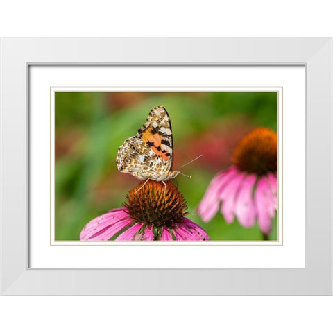 Painted Lady (Vanessa cardui) on Purple Coneflower -Marion County-Illinois White Modern Wood Framed Art Print with Double Matting by Day, Richard and Susan