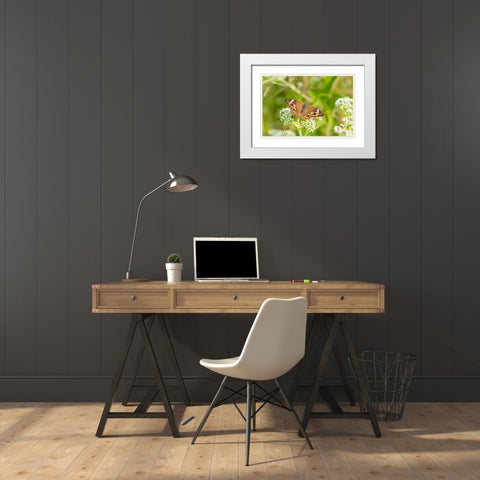 Common Buckeye (Junonia coenia) on Common Boneset (Eupatorium perfoliatum)-Marion County-Illinois White Modern Wood Framed Art Print with Double Matting by Day, Richard and Susan