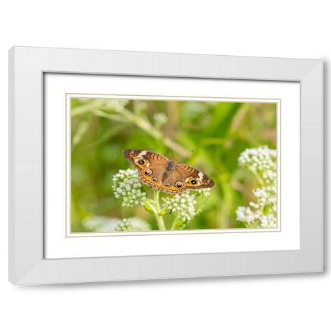 Common Buckeye (Junonia coenia) on Common Boneset (Eupatorium perfoliatum)-Marion County-Illinois White Modern Wood Framed Art Print with Double Matting by Day, Richard and Susan