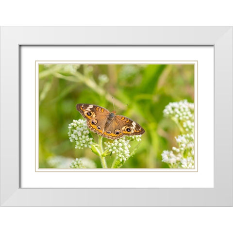 Common Buckeye (Junonia coenia) on Common Boneset (Eupatorium perfoliatum)-Marion County-Illinois White Modern Wood Framed Art Print with Double Matting by Day, Richard and Susan