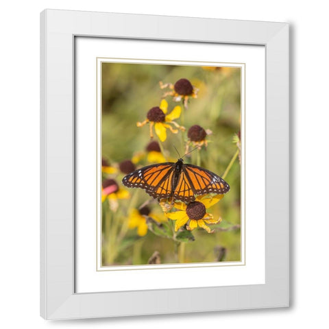 Viceroy (Limenitis arthemis) on Sneezeweed (Helenium sp)-Effingham County-Illinois White Modern Wood Framed Art Print with Double Matting by Day, Richard and Susan