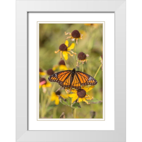 Viceroy (Limenitis arthemis) on Sneezeweed (Helenium sp)-Effingham County-Illinois White Modern Wood Framed Art Print with Double Matting by Day, Richard and Susan