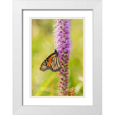 Monarch (Danaus plexippus) on Prairie Blazing Star (Liatris pycnostachya) Clinton County-Illinois White Modern Wood Framed Art Print with Double Matting by Day, Richard and Susan