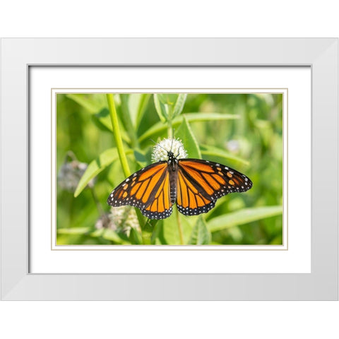 Monarch (Danaus plexippus) on Rattlesnake Master (Eryngium yuccifolium)-Marion County-Illinois White Modern Wood Framed Art Print with Double Matting by Day, Richard and Susan