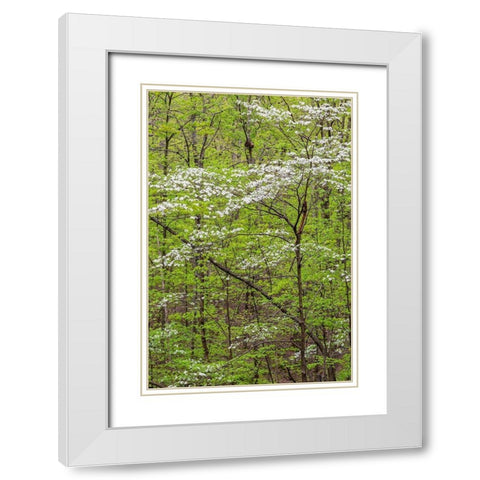 Flowering Dogwood Tree in spring Stephen A Forbes State Recreation Area-Marion County-Illinois White Modern Wood Framed Art Print with Double Matting by Day, Richard and Susan