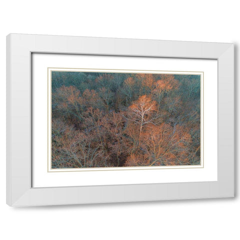 Aerial view of lone Sycamore tree in winter woods-Marion County-Illinois White Modern Wood Framed Art Print with Double Matting by Day, Richard and Susan
