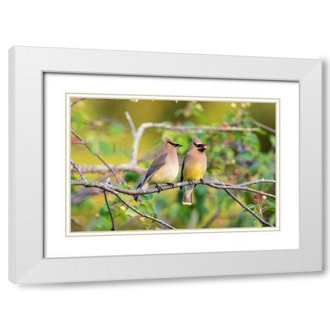 Cedar Waxwings exchanging berry in Serviceberry Bush White Modern Wood Framed Art Print with Double Matting by Day, Richard and Susan