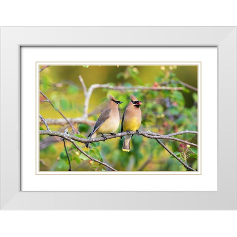 Cedar Waxwings exchanging berry in Serviceberry Bush White Modern Wood Framed Art Print with Double Matting by Day, Richard and Susan