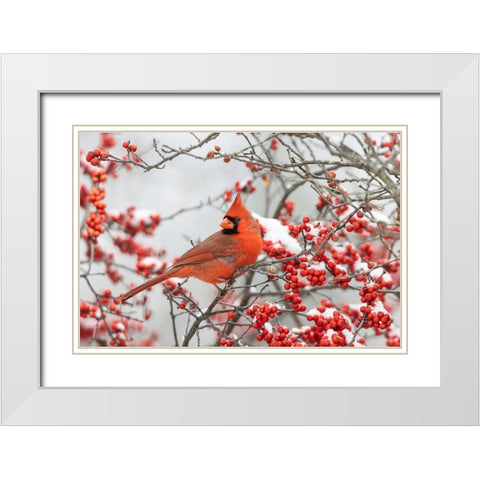 Northern Cardinal male in Winterberry bush in winter White Modern Wood Framed Art Print with Double Matting by Day, Richard and Susan