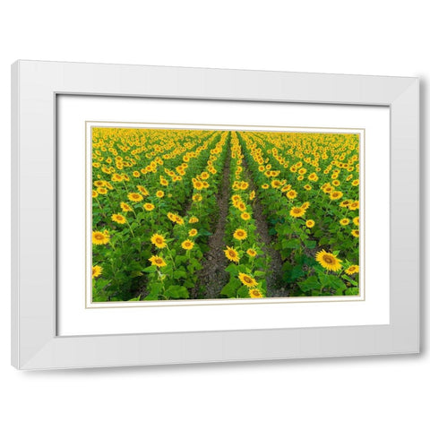 Aerial view of sunflower field Sam Parr State Park-Jasper County-Illinois White Modern Wood Framed Art Print with Double Matting by Day, Richard and Susan