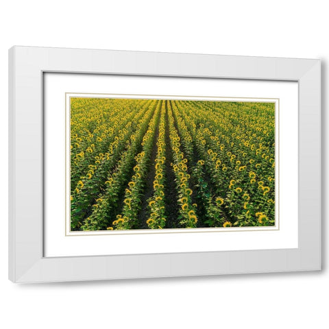 Aerial view of sunflower field Sam Parr State Park-Jasper County-Illinois White Modern Wood Framed Art Print with Double Matting by Day, Richard and Susan