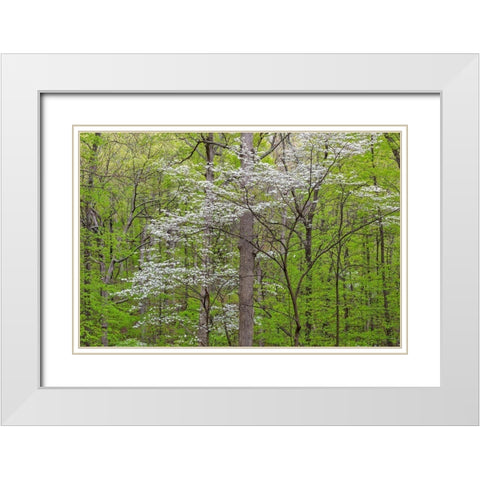 Flowering Dogwood Tree (Cornus florida) in spring Stephen A Forbes St Park White Modern Wood Framed Art Print with Double Matting by Day, Richard and Susan