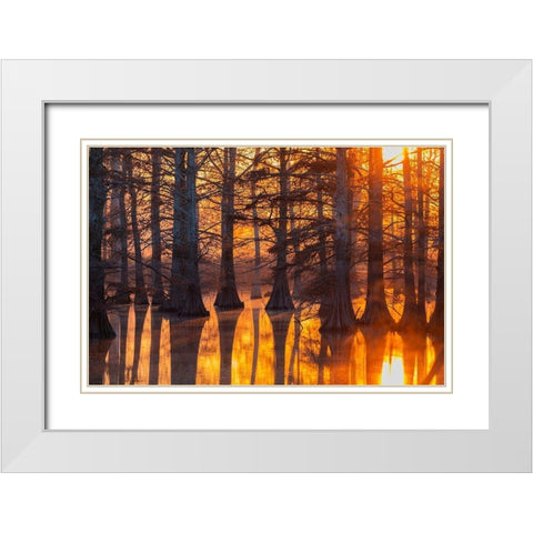 Cypress trees at sunset in fall Horseshoe Lake State Fish and Wildlife Area White Modern Wood Framed Art Print with Double Matting by Day, Richard and Susan