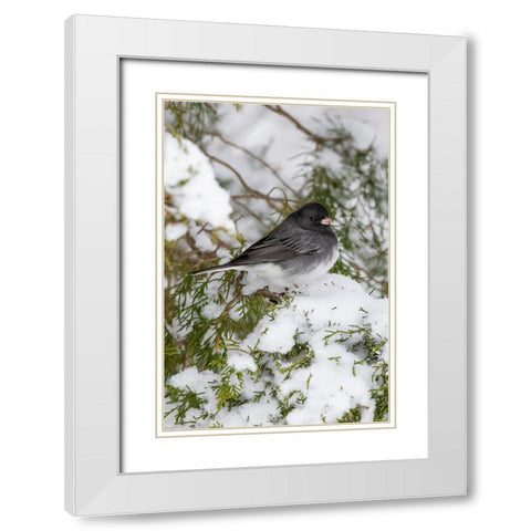 Dark-eyed Junco-Junco hyemalis-feeding in Red Cedar in winter-Marion County-Illinois White Modern Wood Framed Art Print with Double Matting by Day, Richard and Susan