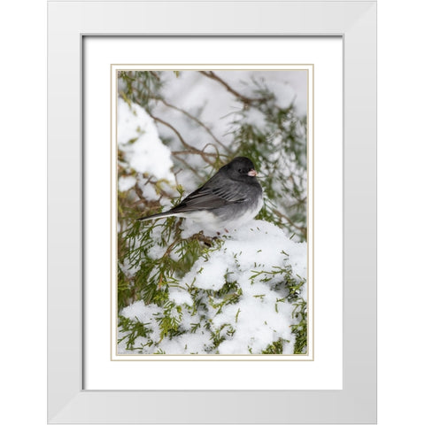Dark-eyed Junco-Junco hyemalis-feeding in Red Cedar in winter-Marion County-Illinois White Modern Wood Framed Art Print with Double Matting by Day, Richard and Susan