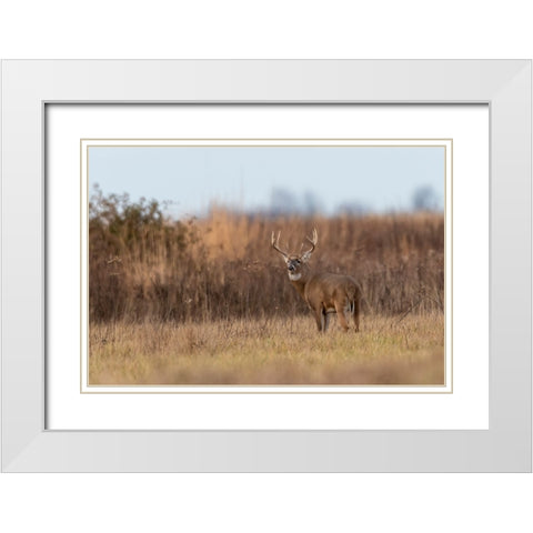 White-tailed Deer-Odocoileus virginianus-buck-Marion County-Illinois White Modern Wood Framed Art Print with Double Matting by Day, Richard and Susan