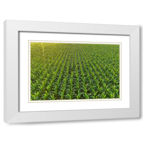 Aerial view of corn field-Marion County-Illinois White Modern Wood Framed Art Print with Double Matting by Day, Richard and Susan