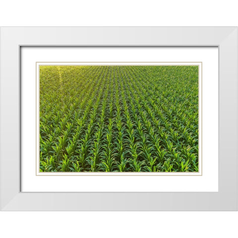 Aerial view of corn field-Marion County-Illinois White Modern Wood Framed Art Print with Double Matting by Day, Richard and Susan