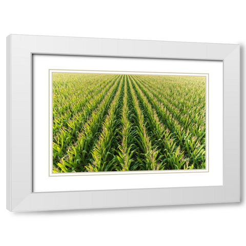 Aerial view of corn field-Marion County-Illinois White Modern Wood Framed Art Print with Double Matting by Day, Richard and Susan