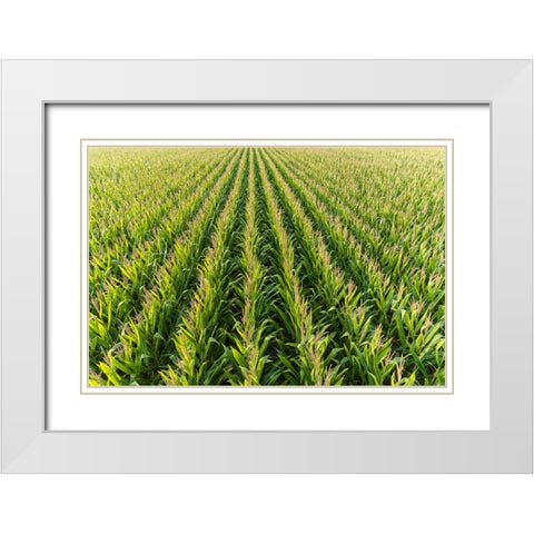 Aerial view of corn field-Marion County-Illinois White Modern Wood Framed Art Print with Double Matting by Day, Richard and Susan