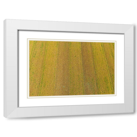 Aerial view of corn field near harvest time-Marion County-Illinois White Modern Wood Framed Art Print with Double Matting by Day, Richard and Susan