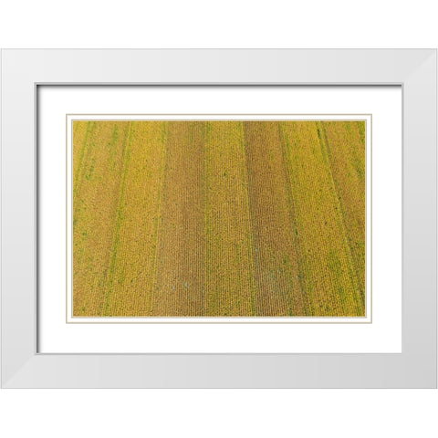 Aerial view of corn field near harvest time-Marion County-Illinois White Modern Wood Framed Art Print with Double Matting by Day, Richard and Susan