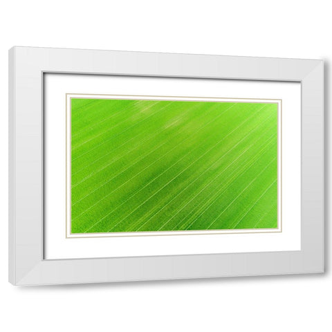 Aerial view of wheat field-Marion County-Illinois White Modern Wood Framed Art Print with Double Matting by Day, Richard and Susan
