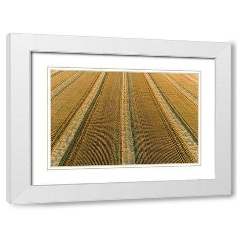 Aerial view of rows of wheat straw before baling-Marion County-Illinois White Modern Wood Framed Art Print with Double Matting by Day, Richard and Susan