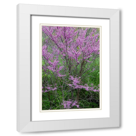 Redbud trees blooms in spring-Marion County-Illinois White Modern Wood Framed Art Print with Double Matting by Day, Richard and Susan