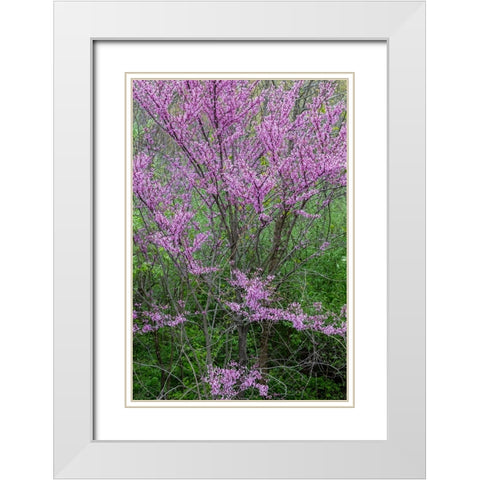 Redbud trees blooms in spring-Marion County-Illinois White Modern Wood Framed Art Print with Double Matting by Day, Richard and Susan