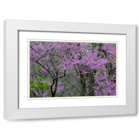 Redbud trees blooms in spring-Marion County-Illinois White Modern Wood Framed Art Print with Double Matting by Day, Richard and Susan