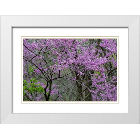 Redbud trees blooms in spring-Marion County-Illinois White Modern Wood Framed Art Print with Double Matting by Day, Richard and Susan