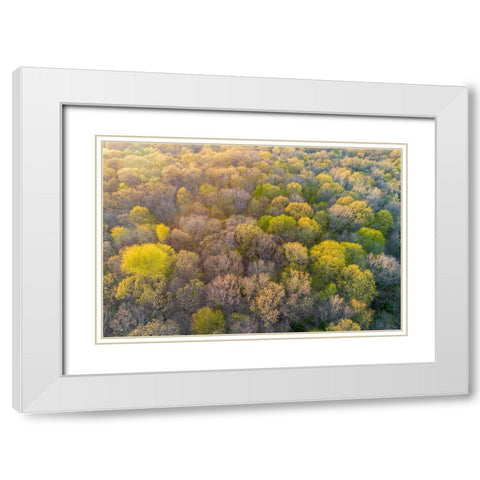 Newly emerging leaves on trees in the spring-Marion County-Illinois White Modern Wood Framed Art Print with Double Matting by Day, Richard and Susan