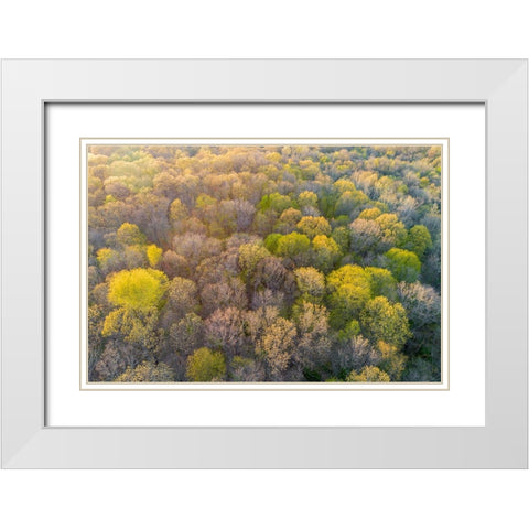 Newly emerging leaves on trees in the spring-Marion County-Illinois White Modern Wood Framed Art Print with Double Matting by Day, Richard and Susan