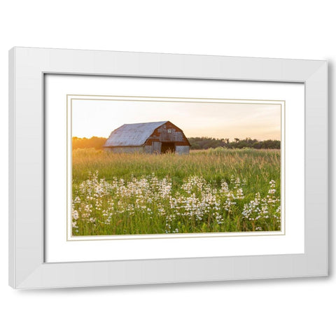 Old barn and field of penstemon at sunset Prairie Ridge State Natural Area-Marion County-Illinois White Modern Wood Framed Art Print with Double Matting by Day, Richard and Susan