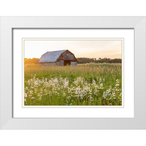 Old barn and field of penstemon at sunset Prairie Ridge State Natural Area-Marion County-Illinois White Modern Wood Framed Art Print with Double Matting by Day, Richard and Susan