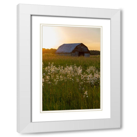 Old barn and field of penstemon at sunset Prairie Ridge State Natural Area-Marion County-Illinois White Modern Wood Framed Art Print with Double Matting by Day, Richard and Susan