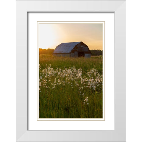 Old barn and field of penstemon at sunset Prairie Ridge State Natural Area-Marion County-Illinois White Modern Wood Framed Art Print with Double Matting by Day, Richard and Susan