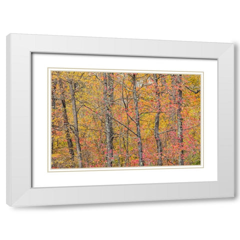 Fall color at Pyramid State Park-Perry County-Illinois White Modern Wood Framed Art Print with Double Matting by Day, Richard and Susan