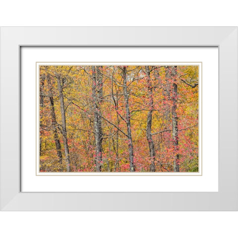 Fall color at Pyramid State Park-Perry County-Illinois White Modern Wood Framed Art Print with Double Matting by Day, Richard and Susan