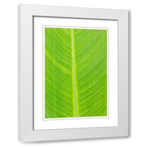 Canna leaf-Marion County-Illinois White Modern Wood Framed Art Print with Double Matting by Day, Richard and Susan