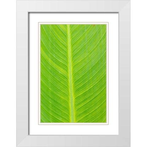 Canna leaf-Marion County-Illinois White Modern Wood Framed Art Print with Double Matting by Day, Richard and Susan